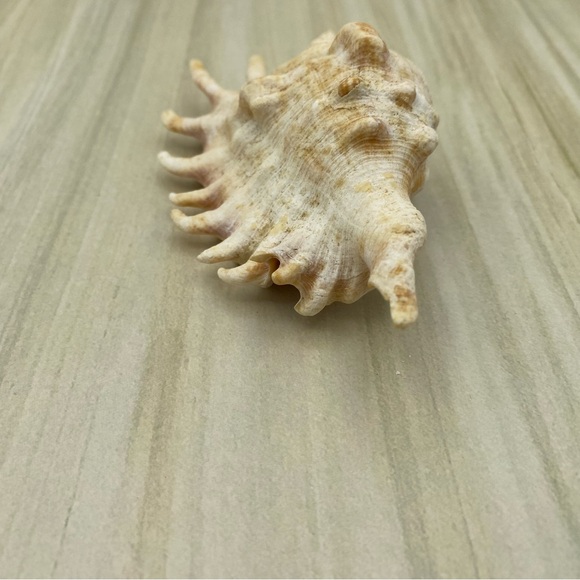 Spider Conch Lambis Truncata Seashell Natural Shell 5 Inch Home Decor Gift - Picture 5 of 9
